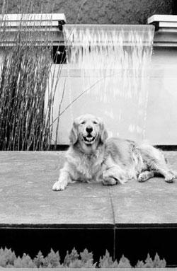 A Big Little Life: A Memoir of a Joyful Dog pic_25.jpg