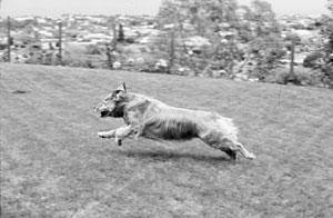 A Big Little Life: A Memoir of a Joyful Dog pic_5.jpg