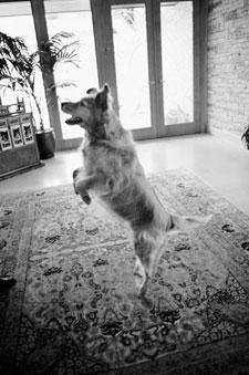 A Big Little Life: A Memoir of a Joyful Dog pic_8.jpg