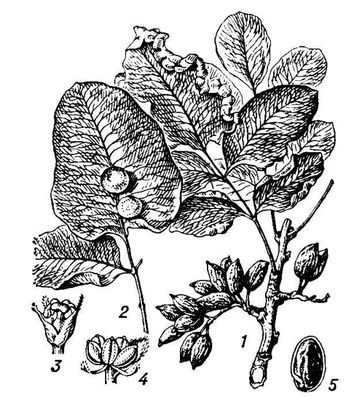 Большая Советская Энциклопедия (ФИ) i010-001-280468901.jpg
