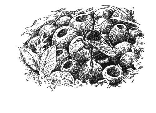 Большая Советская Энциклопедия (ШМ) i010-001-260691579.jpg