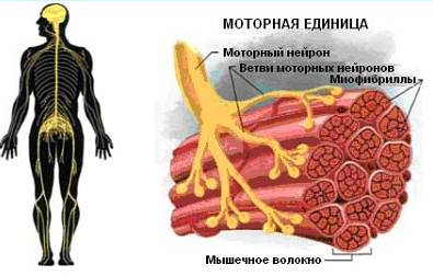 Революция мышц _23.jpg
