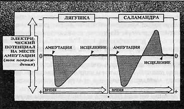 Вибрационная медицина _12.jpg