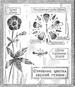 Знай и умей. Самодельные коллекции по ботанике и зоологии i_026.jpg
