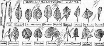 Знай и умей. Самодельные коллекции по ботанике и зоологии i_029.jpg