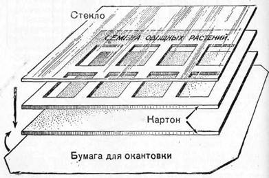 Знай и умей. Самодельные коллекции по ботанике и зоологии i_018.jpg