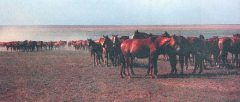 Журнал «Вокруг Света» №4 за 1999 год _7240.jpg