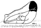 Древние тантрические техники йоги и крийи. Продвинутый курс image136.png