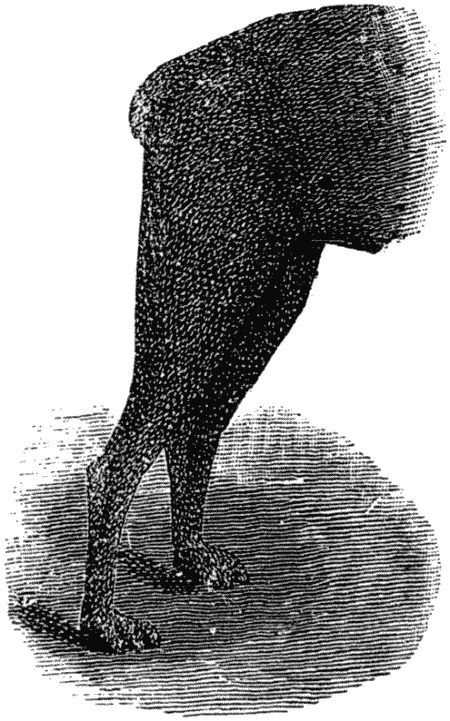 Дрессировка полицейских собак i_005.png