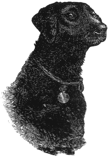 Дрессировка полицейских собак i_049.png