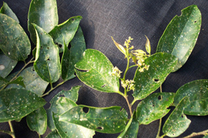 Причудливые деревья _305.jpg