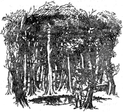 Племянник чародея (илл.) pic03.jpg