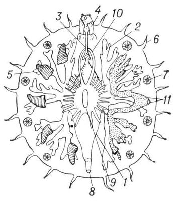 Большая Советская Энциклопедия (МИ) i010-001-286850765.jpg