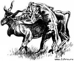 Там, где бродили львы i_100.jpg