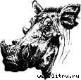 Там, где бродили львы i_029.jpg