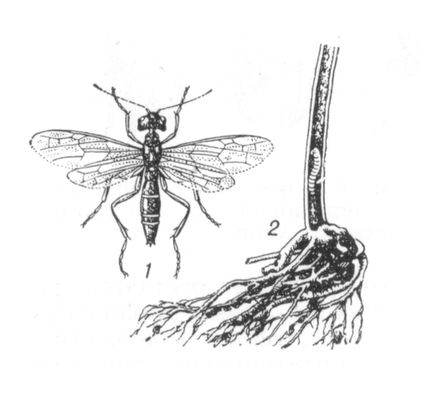 Большая Советская Энциклопедия (ХЛ) i010-001-275860595.jpg