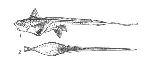 Большая Советская Энциклопедия (ХИ) i010-001-260921070.jpg