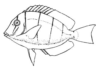 Большая Советская Энциклопедия (ХИ) i010-001-254999148.jpg