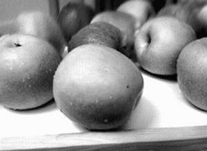 Попугаи i_051.jpg