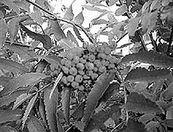 Попугаи i_075.jpg