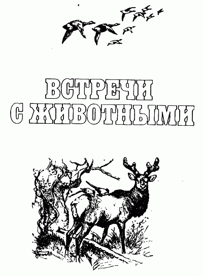 Встречи с животными img_1.png