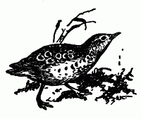 Встречи с животными img_22.png