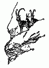 Встречи с животными img_108.png