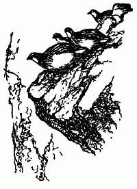 Встречи с животными img_110.png