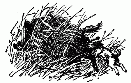 Встречи с животными img_118.png