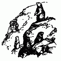 Встречи с животными img_120.png