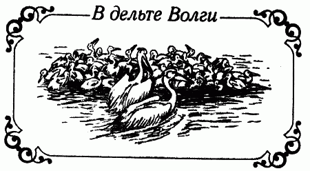 Встречи с животными img_142.png