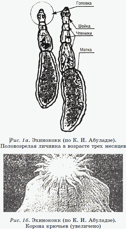 Новые тайны нераспознанных диагнозов. Книга 2 _04.png