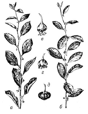 Большая Советская Энциклопедия (СЕ) i009-001-239591318.jpg