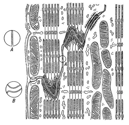 Большая Советская Энциклопедия (СЕ) i010-001-284669130.jpg