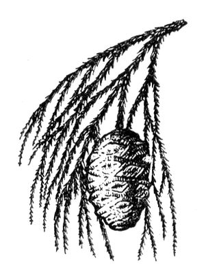 Большая Советская Энциклопедия (СЕ) i009-001-211456336.jpg