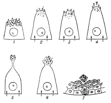 Большая Советская Энциклопедия (СЕ) i010-001-286970106.jpg
