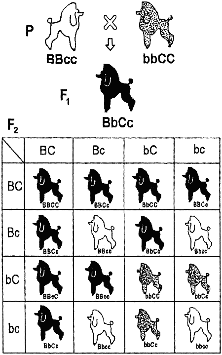 Племенное разведение собак i_028.png