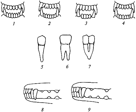 Племенное разведение собак i_035.png