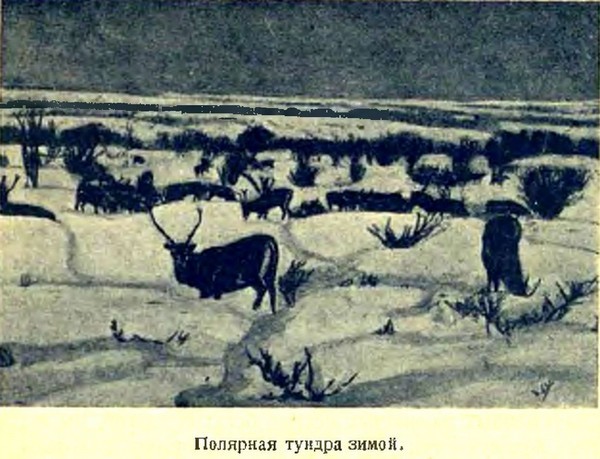 Арктика i_016.jpg