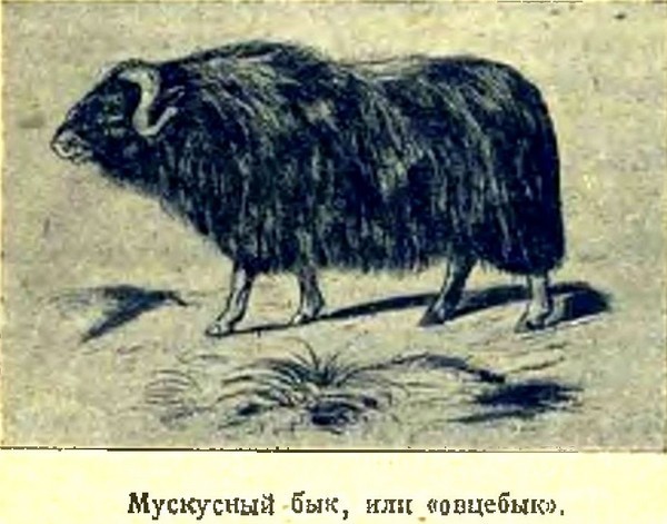Арктика i_017.jpg