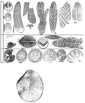 История земли и жизни на ней img21.png