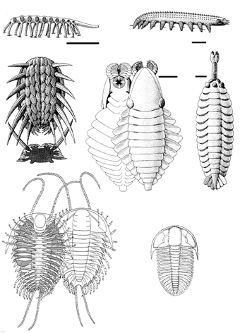 История земли и жизни на ней img25.png
