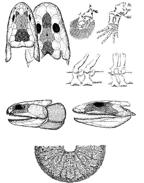 История земли и жизни на ней img31.png