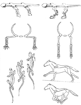История земли и жизни на ней img43.png
