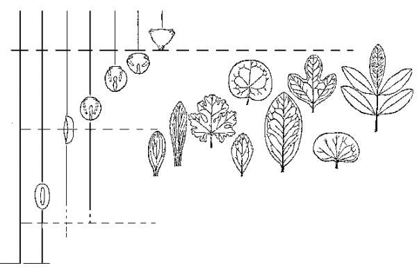 История земли и жизни на ней img50.png