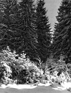 Беседы о фотомастерстве dyko_photo_086.jpg