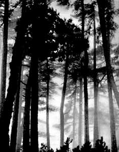 Беседы о фотомастерстве dyko_photo_159.jpg
