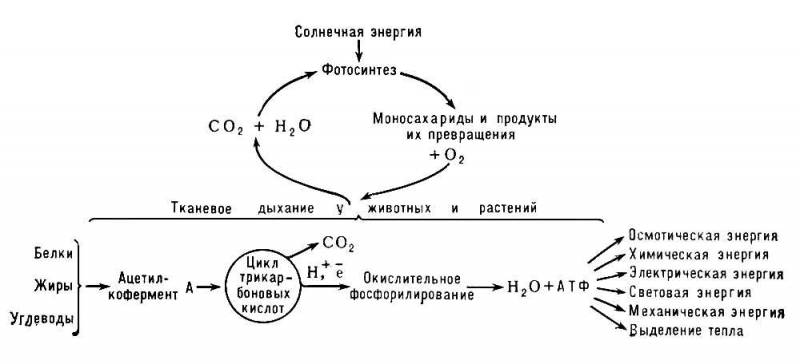 Большая Советская Энциклопедия (ТК) i009-001-227963405.jpg