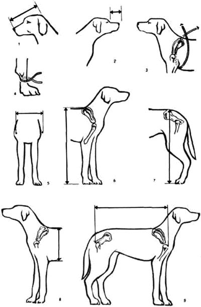 Охотничьи собаки i_019.png