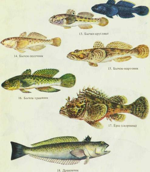 Морской рыболовный спорт i_037.jpg